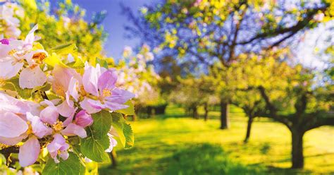 Die lupinen mussten geteilt werden, sie waren inzwischen ein wenig zu groß. Gartenmonat April - was im Garten im April zu tun ist ...