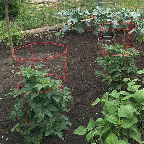 Recently, stores have begun selling tomatoes on the vine which are ripened still connected to a piece of vine. Red Tomato Cage 5 Pack Heavy Duty Steel Outdoor Plant Vine ...