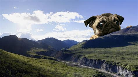 Dog Wallpaper Cute Meme Landscape Mountains Giant