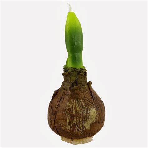 Ti offriamo una lista completa con nomi di fiori per bambini e bambine. Il genere Hippeastrum - Bulbi - Il genere Hippeastrum - giardino