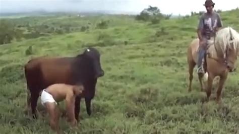 Homem Se Fez Passar Por Um Bezerro E Acabou Conquistando O Amor De Uma Vaca Veja O Que Aconteceu