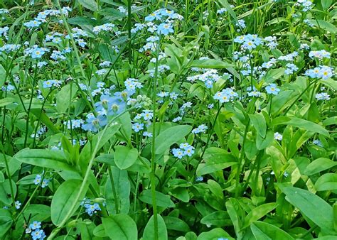 Myosotis Scorpioides True Forget Me Not 10000 Things Of The