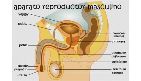 Falda Agresivo Dolor Sistema Reproductor Masculino Anatomia Fantasma