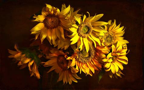 Sunflower Hd Wallpaper Background Image 1920x1200 Id115757