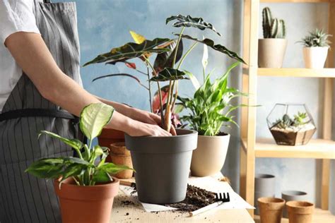 Easy And Effective Ways To Care For Indoor Ornamental Plants