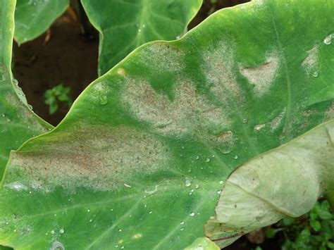 But, i should also say that you should use this product. How to Get Rid of Red Spider Mites (Proven DIY Remedies ...