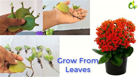 Spider plants are well known for their easy propagation, so if you are a beginner, this is a great plant to start with. 🌸Kalanchoe Leaf Propagation/Single Leaf Propagation/Grow ...