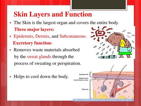 Skin Excretory System