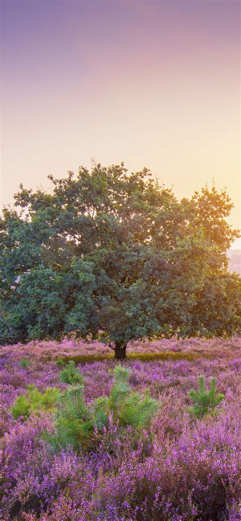 Spring Wallpaper 4k Sunrise Landscape Purple Heath Countryside