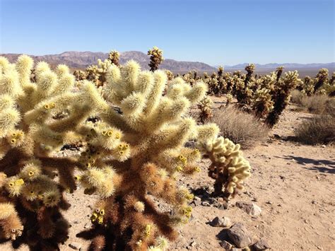 South West Desert Landscape Plants