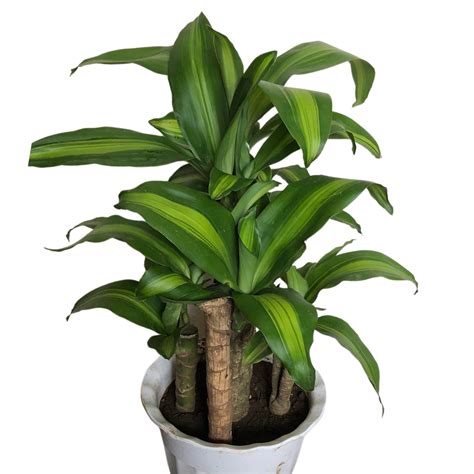 Multistalk Fortune Plant Unbeleafable
