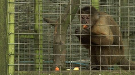 Natureza Alimenta O Errada Faz Macacos Mantidos Em Casa Ficarem