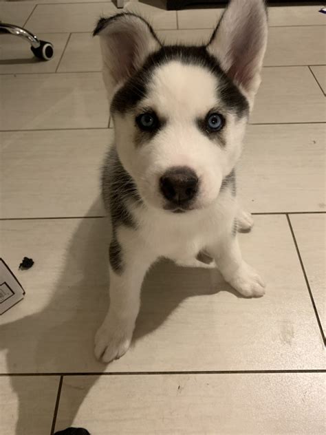 These fluffy, playful siberian husky puppies are a versatile working class spitz breed which makes a great family pet! Siberian Husky Puppies For Sale | Miami, FL #314803