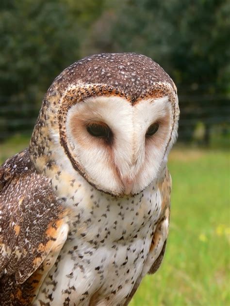 They consume more food in the winter and when they are very active. Barn-owl - Wikipedia