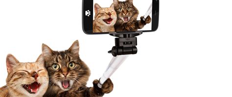 Wallpaper Cat Selfies Open Mouth Awkward Kittens Pose Resolution