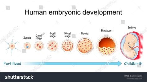 235 Embryonic Cycle Images Stock Photos And Vectors Shutterstock