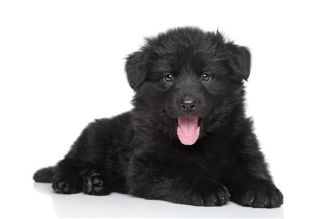 Black Long Haired German Shepherd Puppynet