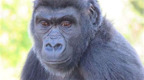 Gorillas True Sex Is A Nice Surprise For Fate Of Species News The