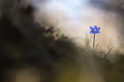 Selective Focus Graphy Of Blue Flower Hd Wallpaper Peakpx