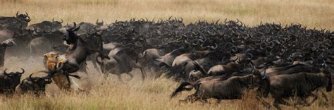 When Is The Best Time To Visit The Masai Mara Bench Africa