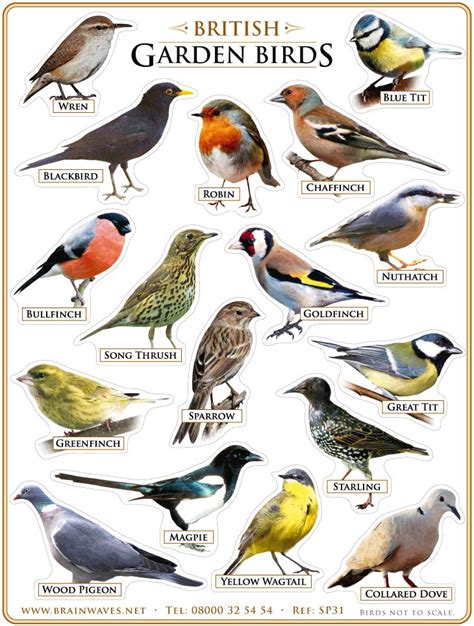 Названия птиц на английском English английский для детей Birds