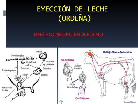 Fisiología De La Glándula Mamaria De La Vaca