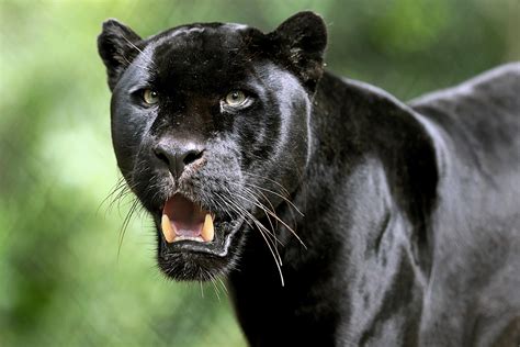 See more ideas about black panther, panther, wild cats. Schwarzer Panther HD Wallpaper | Hintergrund | 3600x2400 ...