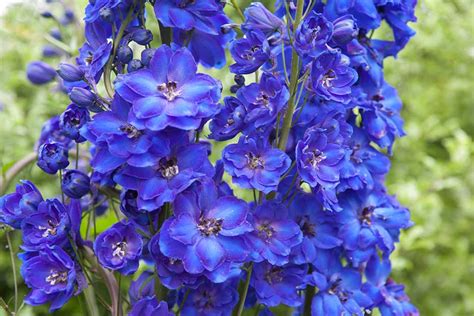 How To Grow Perennial Delphiniums Rhs Gardening