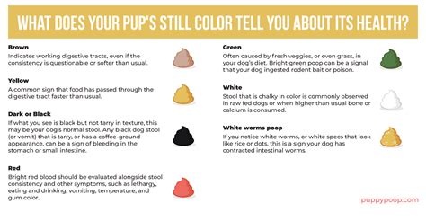 Use Our Healthy Dog Poop Chart To Discover If Your Dogs Poop Is Healthy