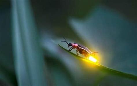 17 Best Images About Firefly Lightning Bug On Pinterest Jars