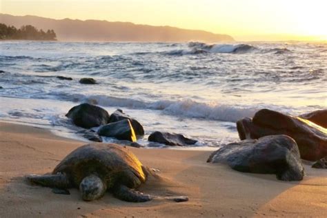Laniakea Beach D Nde Ver Tortugas En Oahu Turtle Turtle Beach En La
