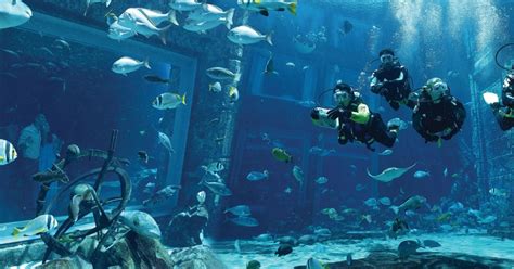 Dubai Das Atlantis Taucherlebnis Im Lost Chambers Aquarium Getyourguide