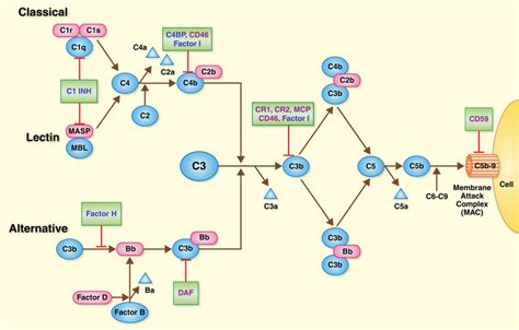 Overview Of The Complement System Activation Of The Complement System