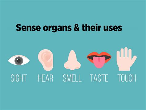 5 Sense Organs And Their Functions Know How Sense Organs Work