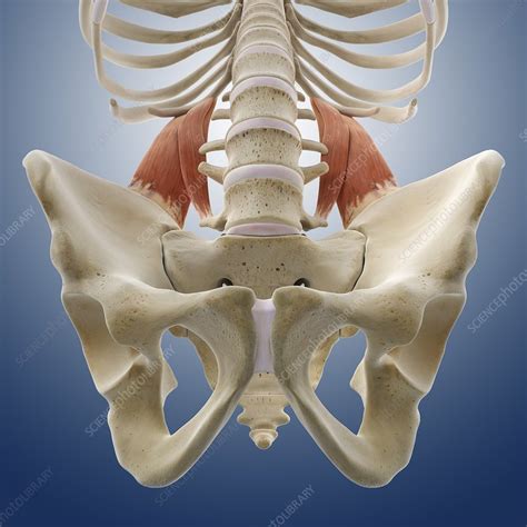 And reach, pull and extend your arms and torso. Lower back muscles, artwork - Stock Image - C014/5014 - Science Photo Library