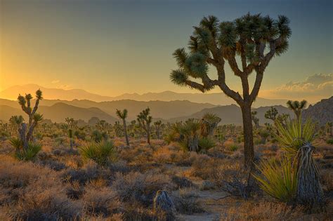 Joshua Tree Sunset Photograph By Ralph Nordstrom Pixels