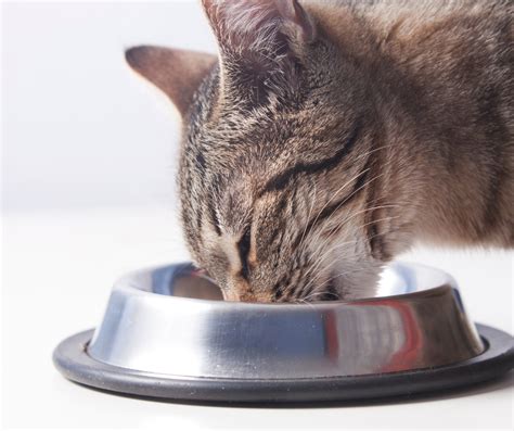 How To Stop Cat Eating Dog Food