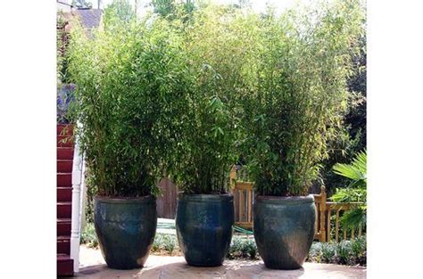 To ensure your shrub gets a good start, choose varieties that work in your usda hardiness zone. pot plants - Buscar con Google | Backyard landscaping ...