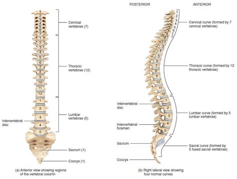 Vertebral Column Skeletal System Portfolio