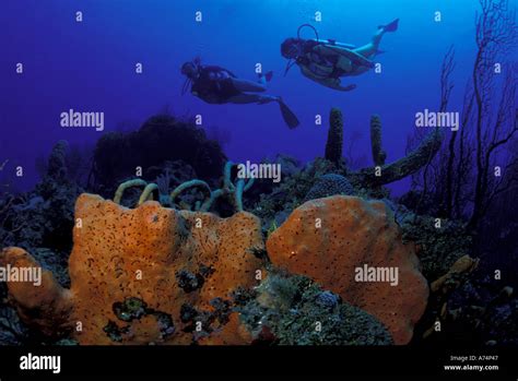 Ca Belize Underwater View Of The Barrier Reef Mr Stock Photo Alamy