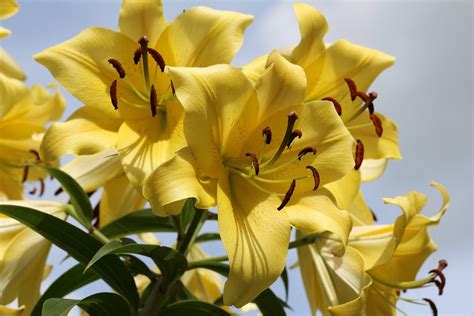 Lily Lilies Flower Free Photo On Pixabay Pixabay