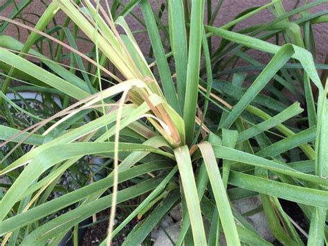 Ponytail palms are quite resistant to many types of diseases, but they die if you the ponytail palm plant is also called the elephant's foot palm, due to the stem's resemblance to an elephant's foot. What is wrong with the Ponytail Palm?
