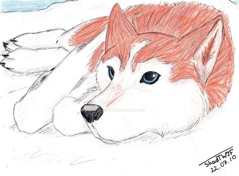 Red Husky By Shadtwif D2us96k Cute Puppy Drawing Puppy Drawing Cute
