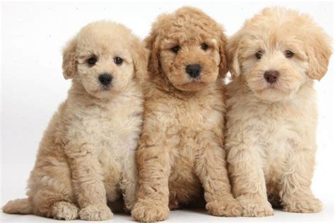 Get matched with a pupper from a responsible goldendoodle breeder near you. Mini Goldendoodle Cost | Mini Goldendoodle
