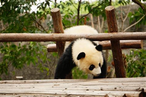 Almost Giant Panda Attempting A Handstand Follow Our Tr Flickr