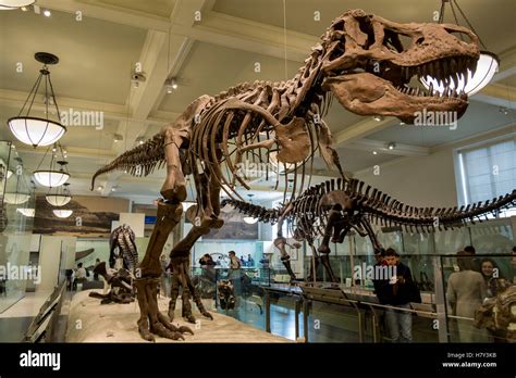 T Rex Dinosaur Skeleton In The New York Museum Of Natural History Stock