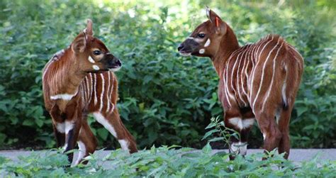 Woburn Safari Park Celebrates Rare Bongo Antelopes Birth In 2021