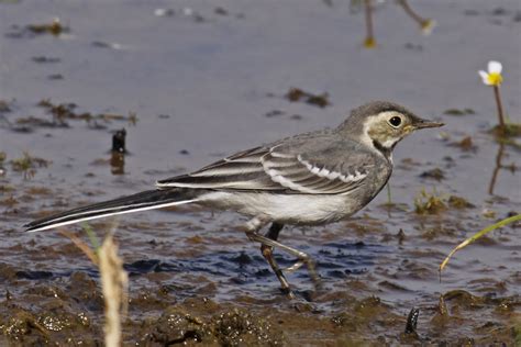 Sharpes Birds Juvenile Pied Wagtail