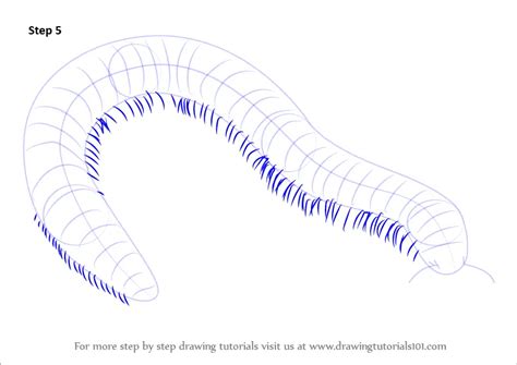 Learn How To Draw A Millipede Worms Step By Step Drawing Tutorials