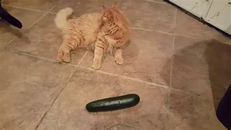 Cats Are Not Afraid Of Cucumbers Youtube